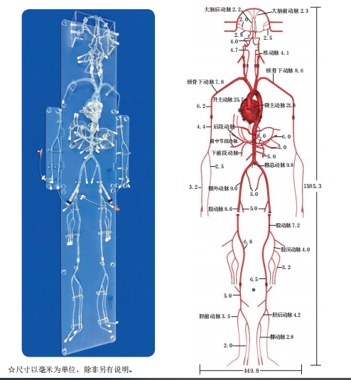 創(chuàng)導三維 全身動脈血管系統(tǒng)模型OS004D